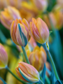 Tulip 'Princess Irene'
