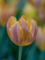 Tulip 'Princess Irene'