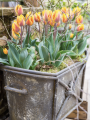 Princess Irene Tulips