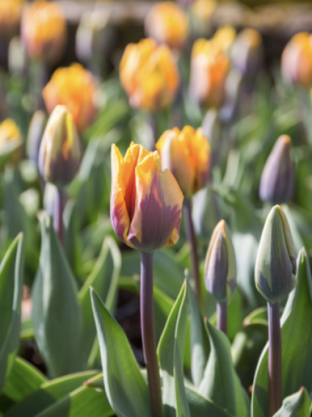 Tulip 'Princess Irene' 