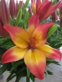 Asiatic Lily Heartstrings