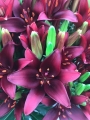 Asiatic Lily Dark Secret
