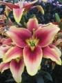 AOA Lily Avalon Sunset