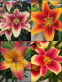 'Hollywood' Lily Collection (Pack of 12 Bulbs) 