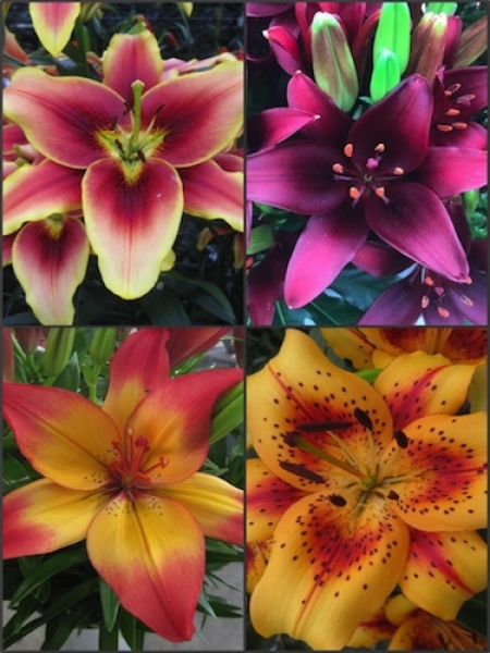 'Hollywood' Lily Collection (Pack of 12 Bulbs) 