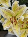 Oriental Lily Tigermoon