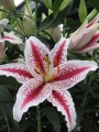 Tiger Woods Lily