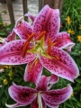 Oriental Lily Stargazer