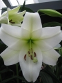 Longiflorum Lily White Triumph