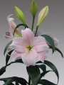 Longiflorum Lily Cali