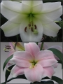 'Trumpet Delight' Lily Bulb Collection (Pack of 10 Bulbs)