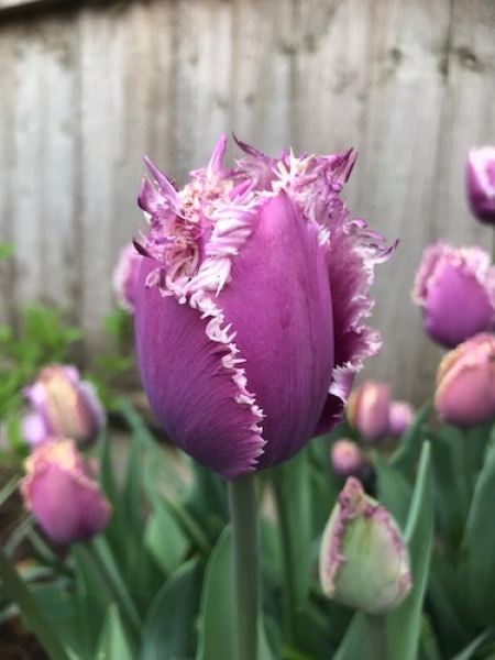 Tulip 'Cummins'