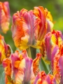 Tulip 'Rasta Parrot' 