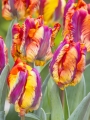 Rasta Parrot Tulip
