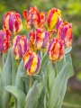 Tulipa Rasta Parrot