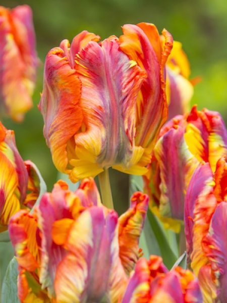 Tulip 'Rasta Parrot' 