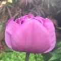 Tulip Backpacker