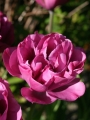 Tulip 'Backpacker'