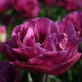 Tulip Backpacker