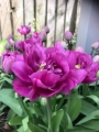 Backpacker tulip open