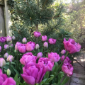 Backpacker tulips planted in the garden