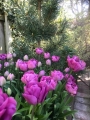 Backpacker tulips planted in a group formation