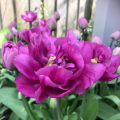 Backpacker tulip open