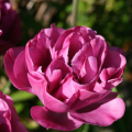Tulip Backpacker