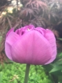 Tulip Backpacker
