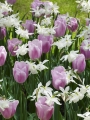 Thalia mixed with tulips