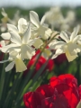 Thalia Daffodils