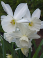 Narcissus 'Thalia'