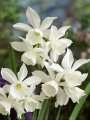 Narcissus Thalia