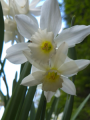 Narcissus Thalia