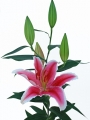 La Mancha Lily