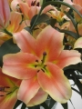 Zelmira Lily