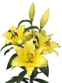 Outback Lily