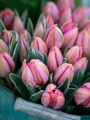 Tulip Pretty Princess