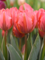 Tulip Pretty Princess