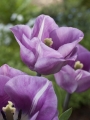 Tulip Carre