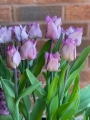 Carre tulip