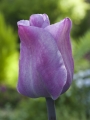 Purple Tulip