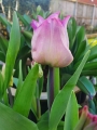 Carre tulip