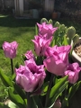 Carre tulip