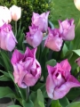Carre tulip