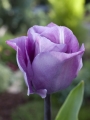 Tulip 'Carre' 