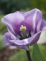 Tulipa Carre - purple