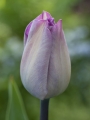 Tulip Carre