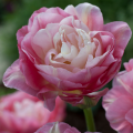 Double Sugar Tulip