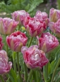 Tulip Double Sugar in flower